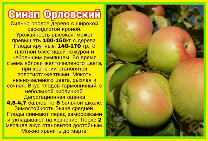 Яблоня. часть xxii. (синап- ск) - сорта по симиренко - каталог статей - инфо-сад