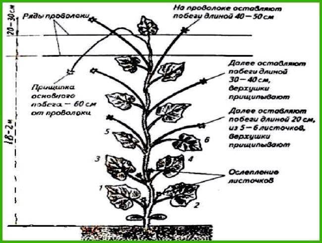 Выращивание дыни в открытом грунте в средней полосе и на юге россии: почва, сорта, уход