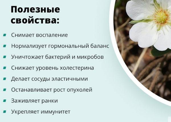 Лапчатка белая–полезные свойства
