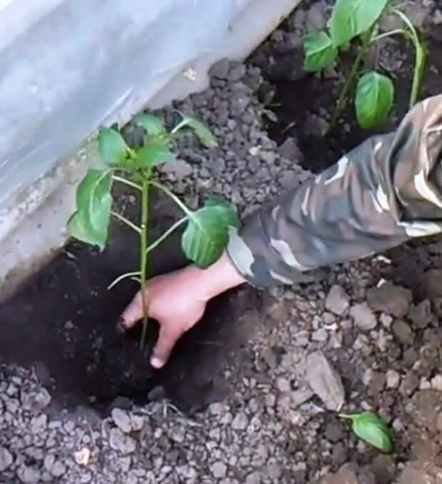 Вытянулась рассада огурцов: что делать, причины, как сажать