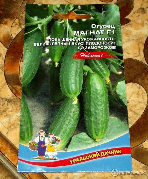 Голландские сорта огурцов: лучшие представители сортов и гибридов голландской селекции, советы по выбору семян для теплиц и открытого грунта, отзывы дачников