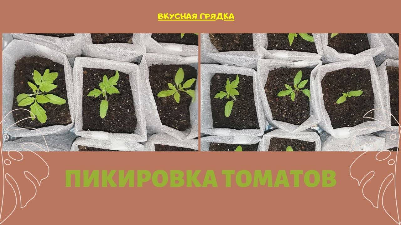 Через сколько дней пикировать помидоры после всходов – определяем точную дату