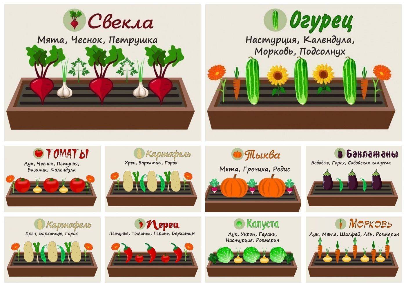 Совместные посадки овощей на грядке с примерами