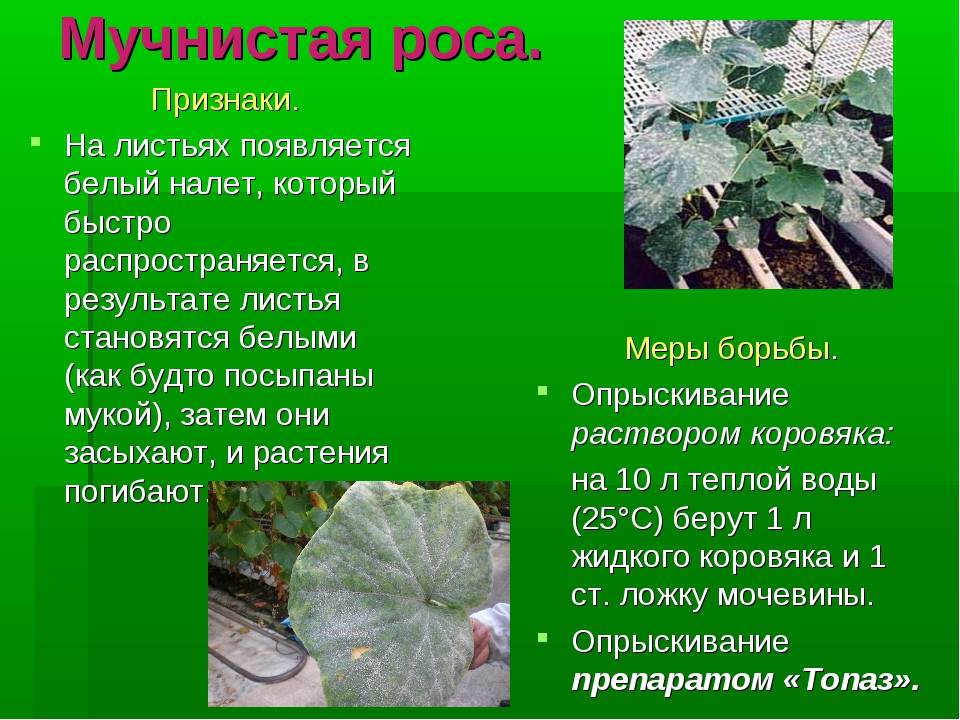 Мучнистая роса смородины и крыжовника – фото, признаки и лечение
мучнистая роса смородины и крыжовника – фото, признаки и лечение