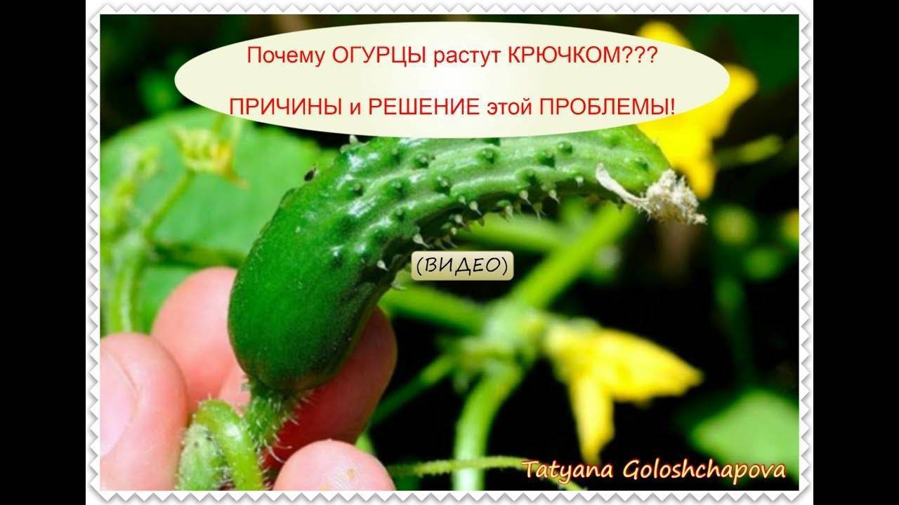 Почему огурцы растут крючком в открытом грунте и что делать: частые ошибки