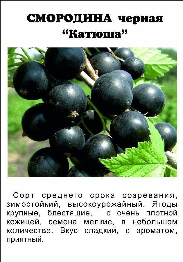 Черная смородина - посадка и уход на дачном участке