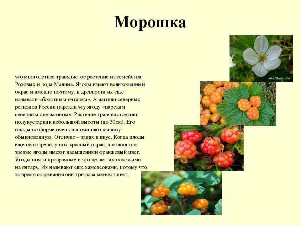 Презентация на тему морошка