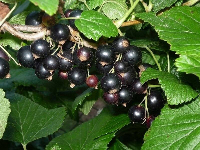 Лучшие сорта черной смородины по разным критериям