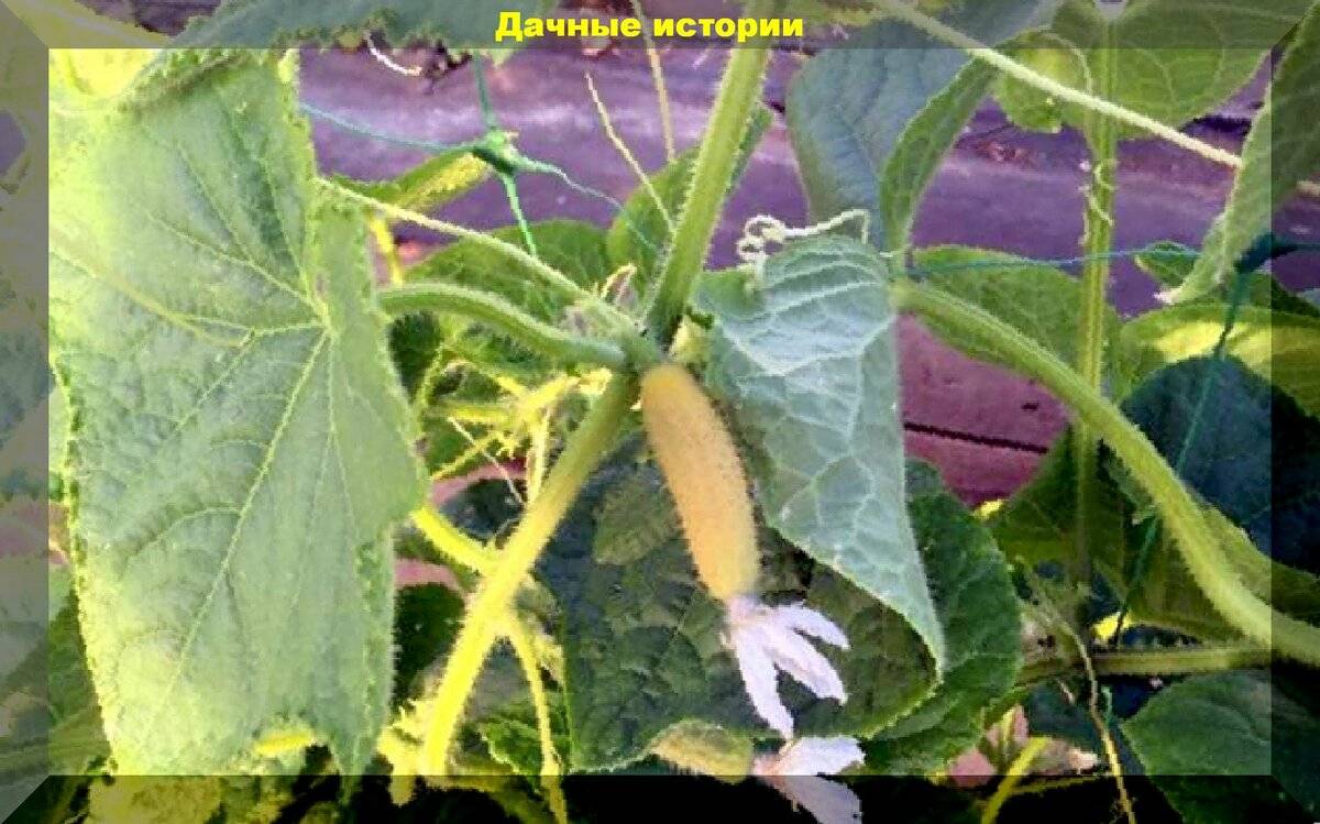 Огурцы в теплице желтеют листья что делать, рекомендации, рецепты