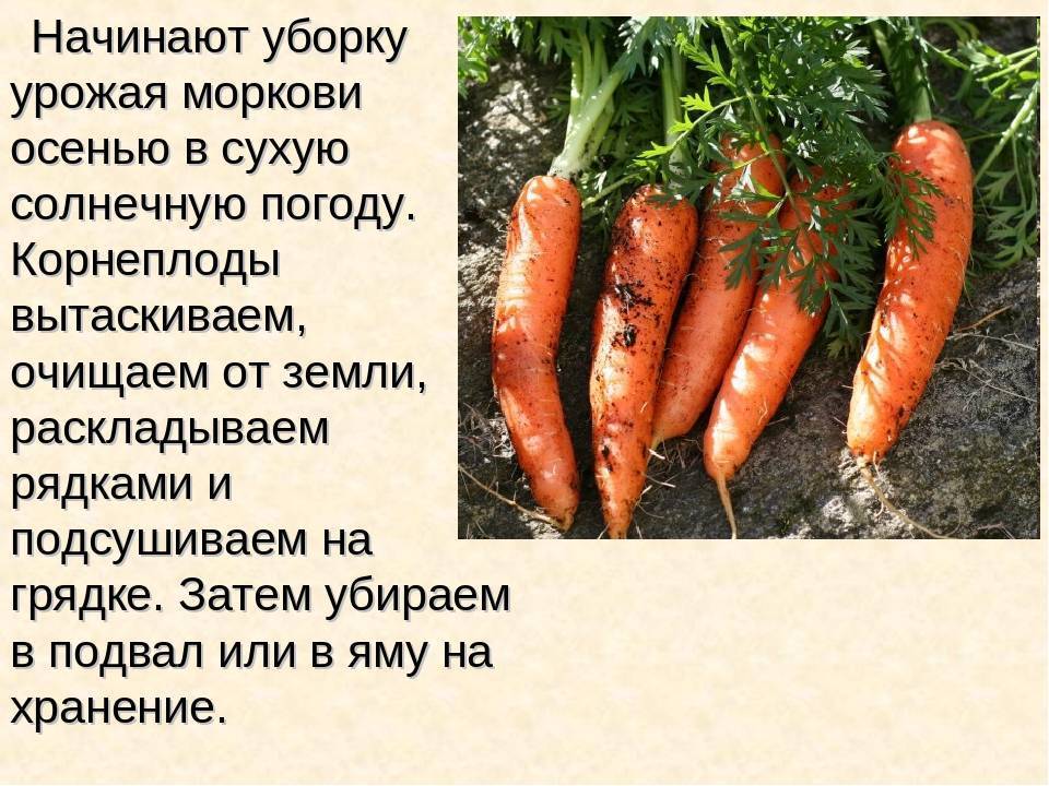 Посадка моркови под зиму: сроки и какой сорт лучше, правила ухода и хранения
