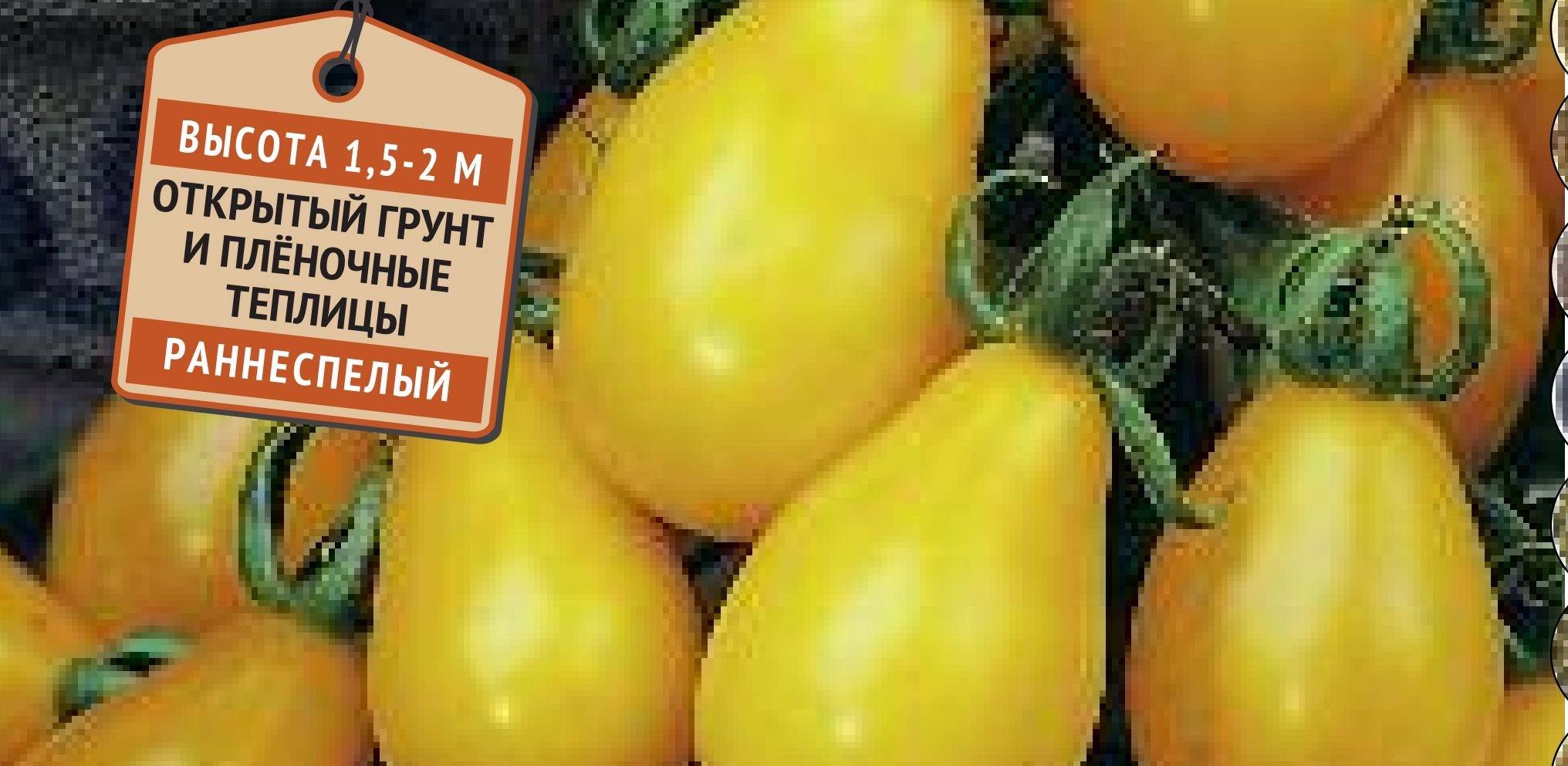 Томат золотое руно: фото и отзывы, описание и характеристика сорта оранжевых помидоров, выращивание, посадка и уход, урожайность