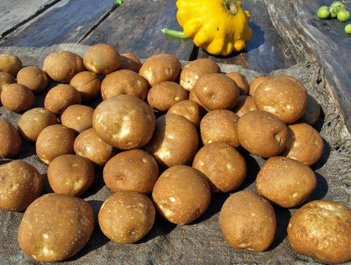 Сорт картошки киви: описание сорта, фото, отзывы дачников