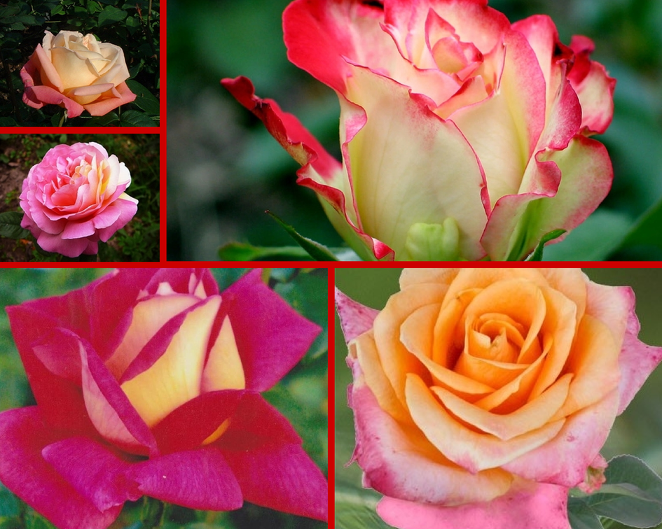 Куплю лучшие сорта роз. Розы чайно-гибридные сорта. Чайно-гибридные розы сорта роз.