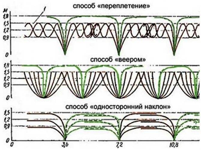 Особенности выращивания ежевики в саду