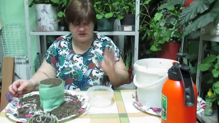 Рассада помидор в «улитках»