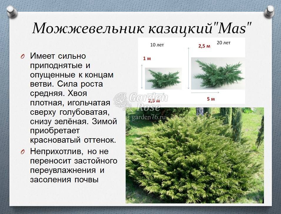 Ремонтантная клубника: выращивание и уход, обрезка, видео, описание