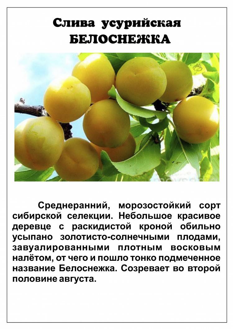 Описание и отличительные особенности лучших сортов уссурийской сливы