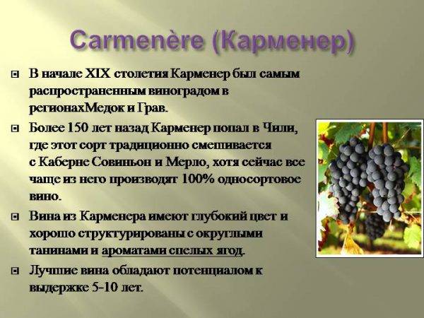 Виноград сорта карменер (carmenere): основные черты и сочетаемость