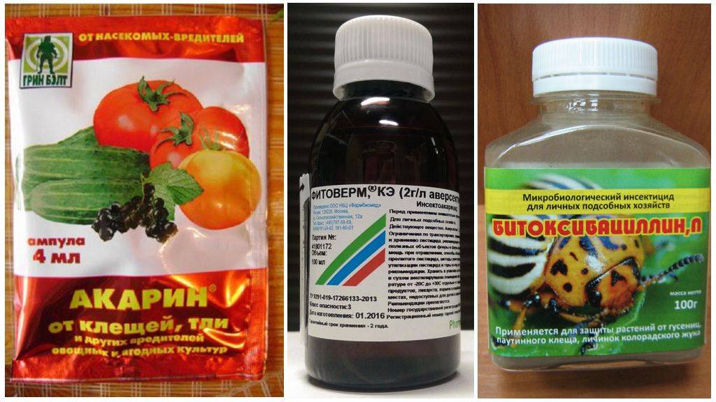 Паутинный клещ на малине: профилактика, борьба, препараты и народные средства