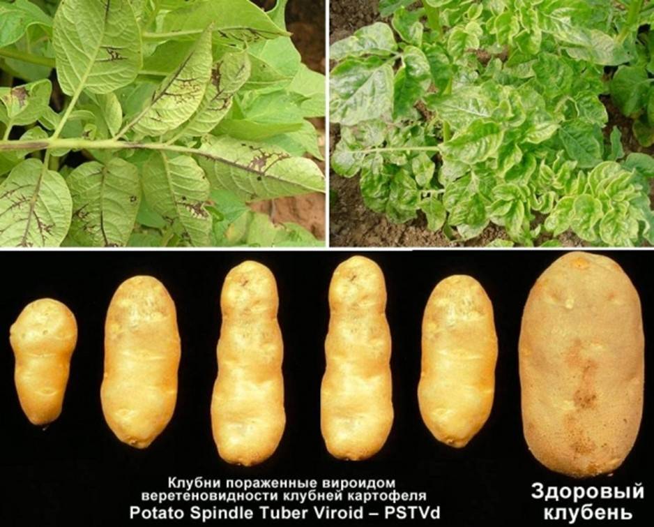 Болезни картофеля (ботвы и клубней): описание с фотографиями и способы лечения, профилактика, отзывы