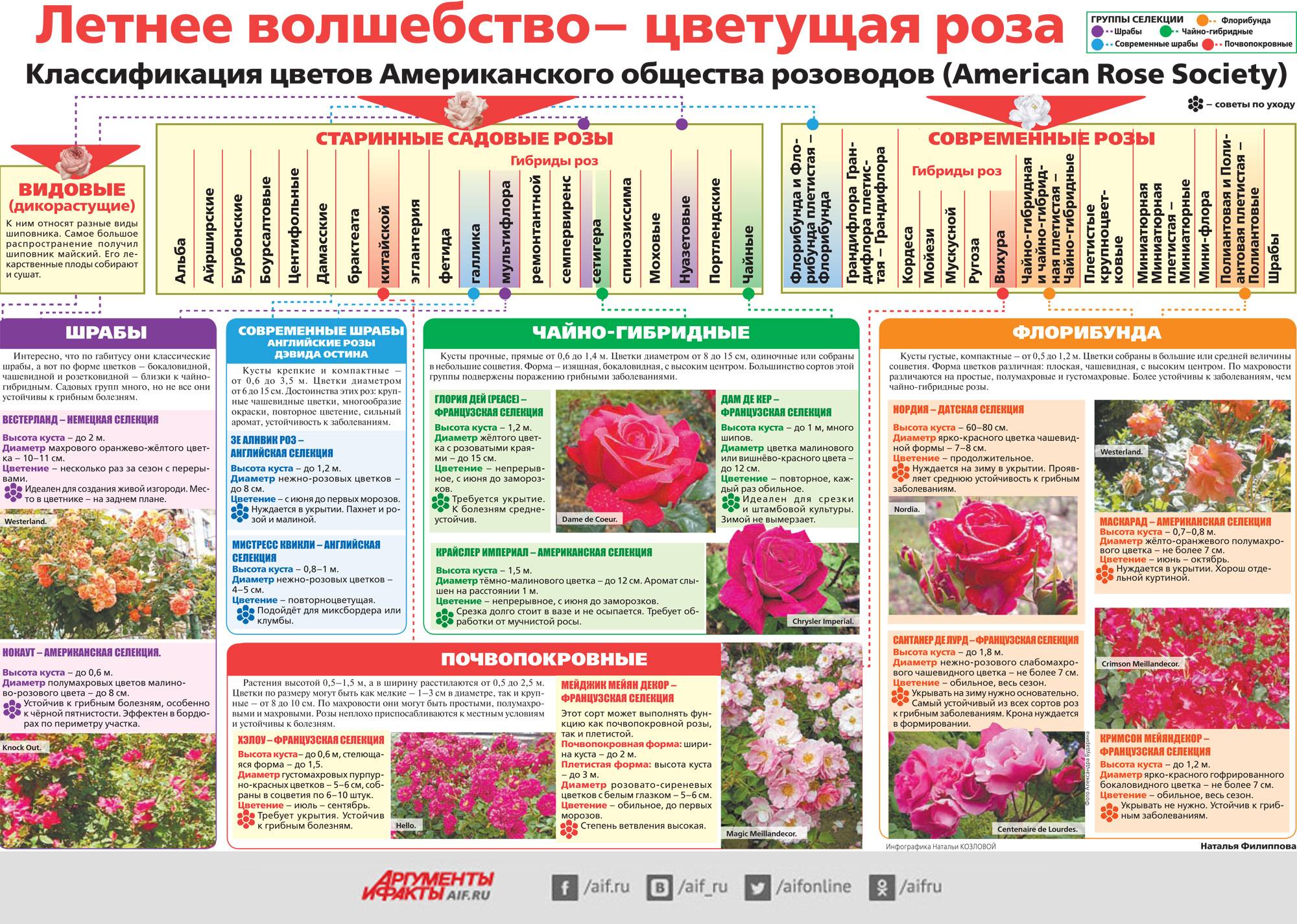 Астра однолетняя: как вырастить ее на даче?