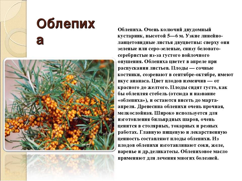 Проект про облепиху