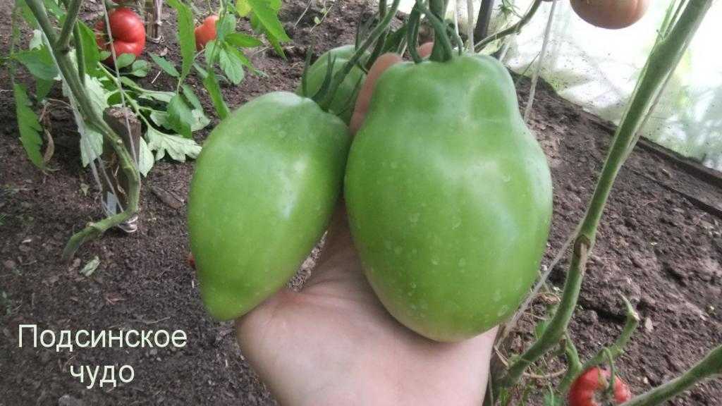 ᐉ томат подсинское чудо: фото и описание сорта - orensad198.ru