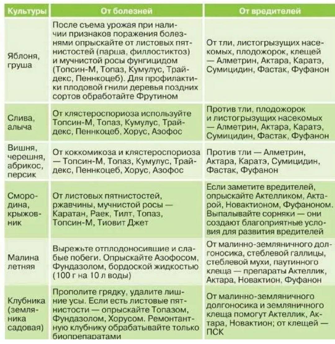 Болезни вишни и борьба с ними, фото, описание