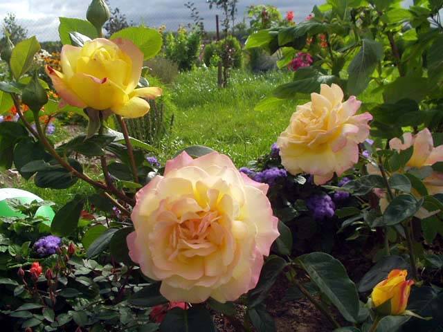 Роза глория дей клайминг: отзывы, фото, описание сорта, выращивание, посадка и уход