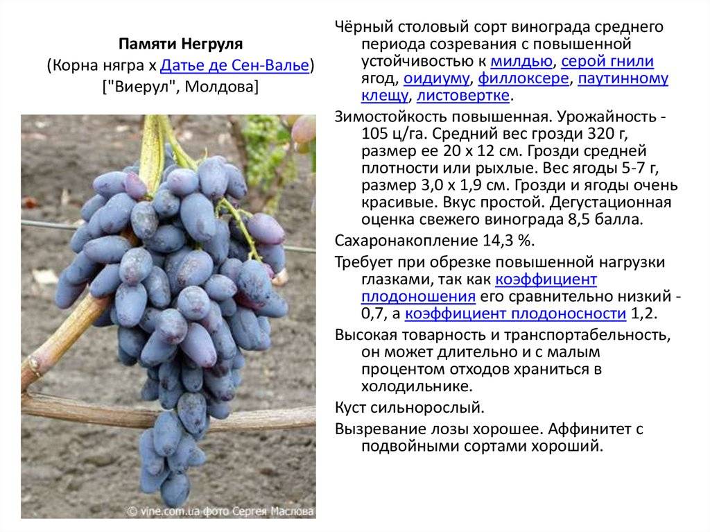 Виноград сорта анюта: особенности выращивания и ухода, преимущества и недостатки