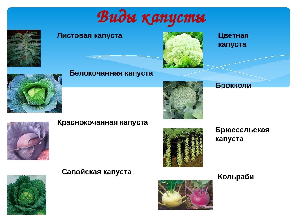 Названия капусты с фото капуста виды