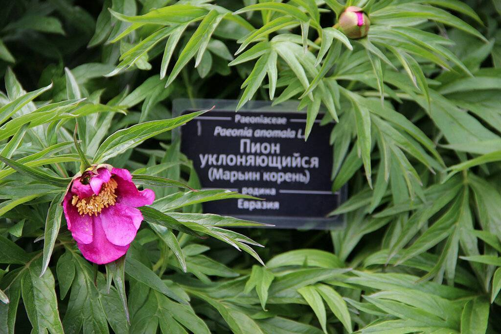 Пион. инструкция по применению. справочник лекарств, медикаментов, бад