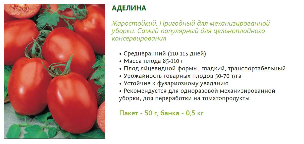 Описание детерминантного сорта томата грот и выращивание рассады