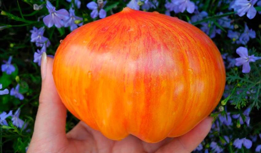 Томат "король красоты": описание сорта, характеристики плодов, фото-материалы, рекомендации по выращиванию отличного урожая помидор