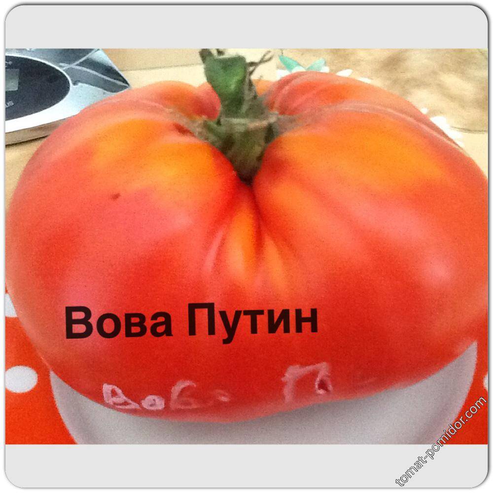 Описание томата Вова Путин, характеристика плода и особенности выращивания