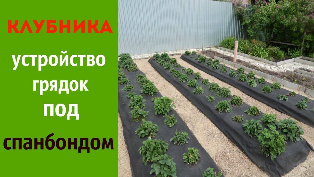 Посадка клубники в шахматном порядке фото