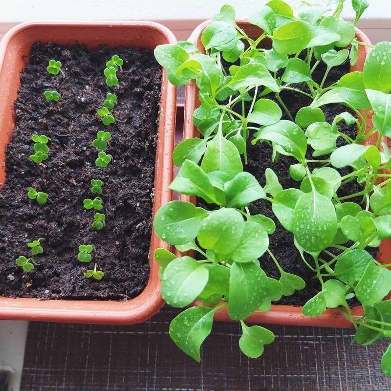 Как вырастить рукколу на подоконнике. выращивания рукколы в домашних условиях