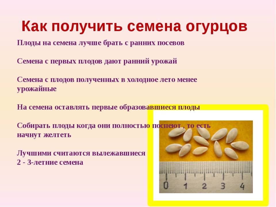 Как собрать семена огурцов своими руками