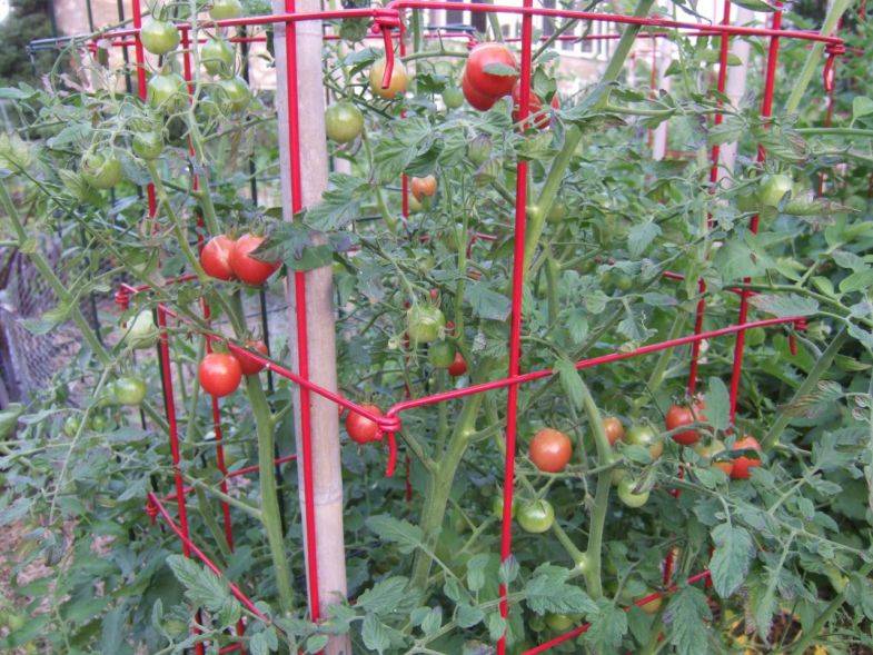 Подвязываем помидоры в открытом грунте правильно: сохраняем будущий урожай