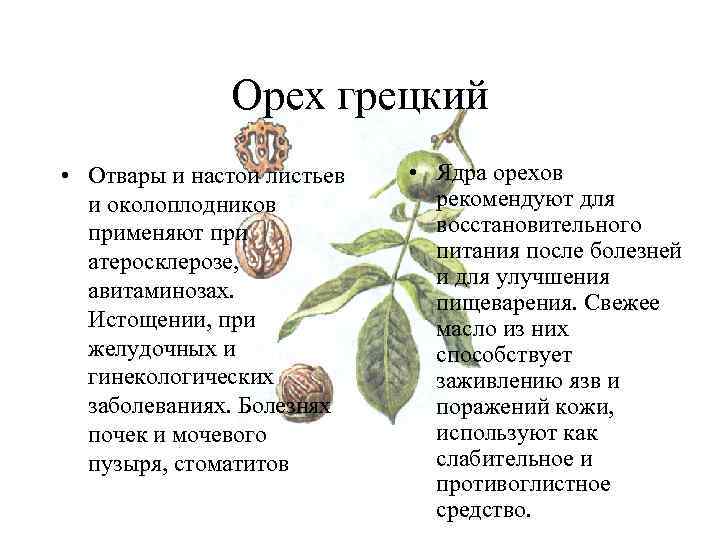 Почему не плодоносит грецкий орех: каковы причины, а также когда цветёт дерево и как его "заставить" давать урожай, что для этого делать?
