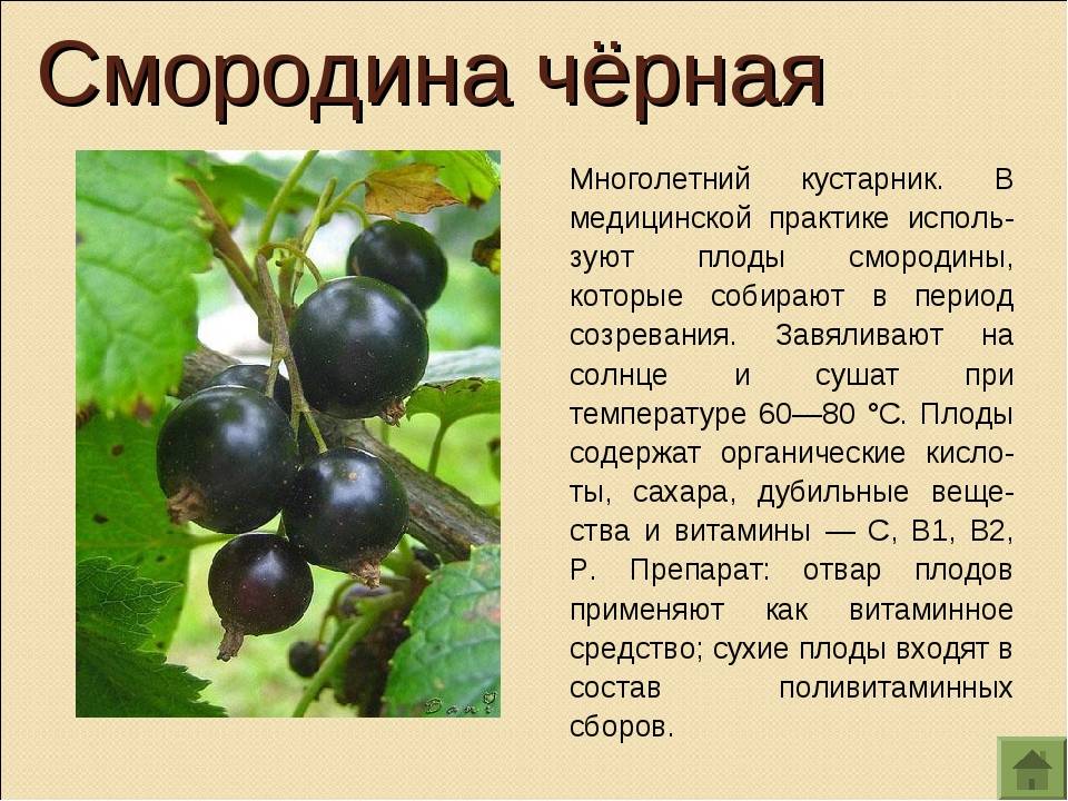 Сорт смородины красной красная ранняя, описание сорта с характеристикой и отзывами, а также особенности посадки и выращивания