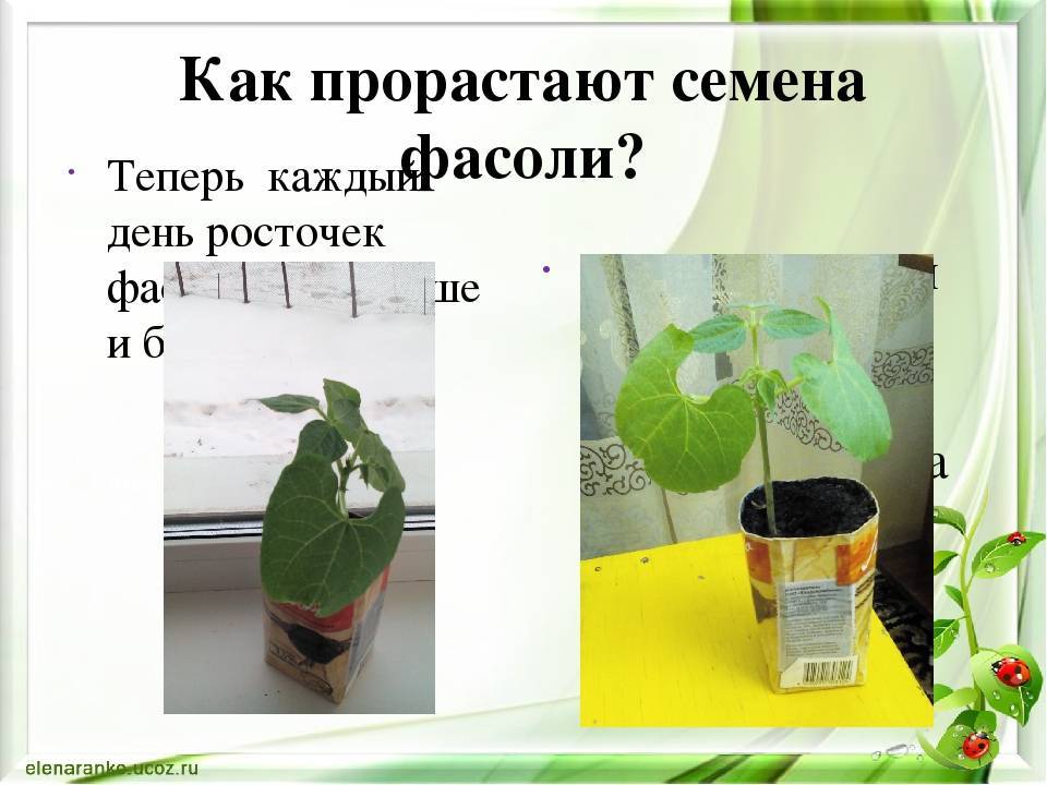 Как вырастить фасоль (с иллюстрациями) - wikihow