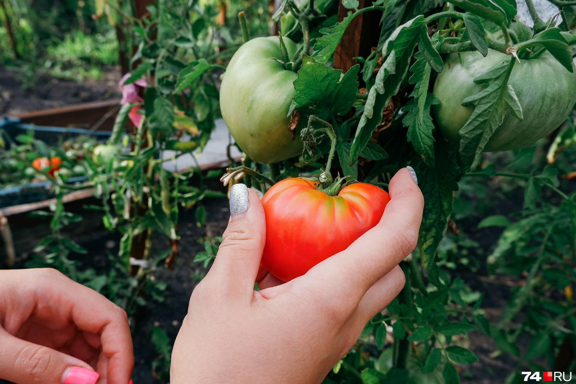 Лучшие сорта томатов устойчивые к фитофторе для подмосковья