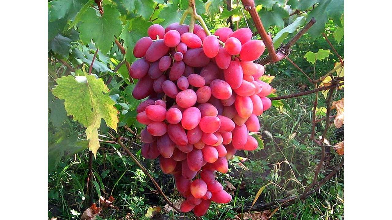 Виноград "юбилей новочеркасска": описание сорта, фото, отзывы