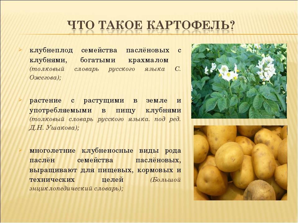 10 самых популярных сортов картофеля