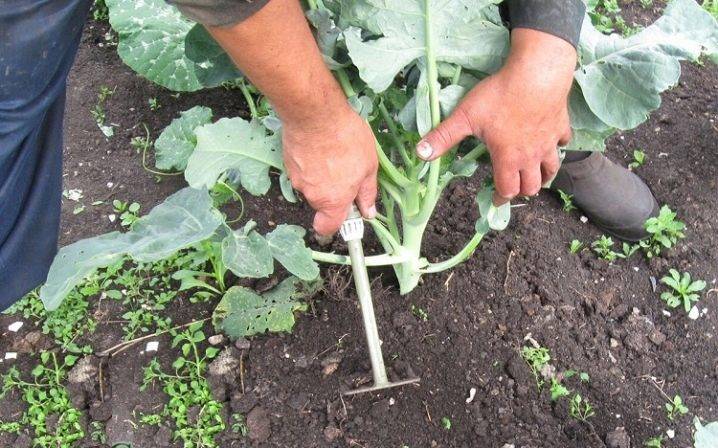 Как окучивать капусту правильно и когда это делать?