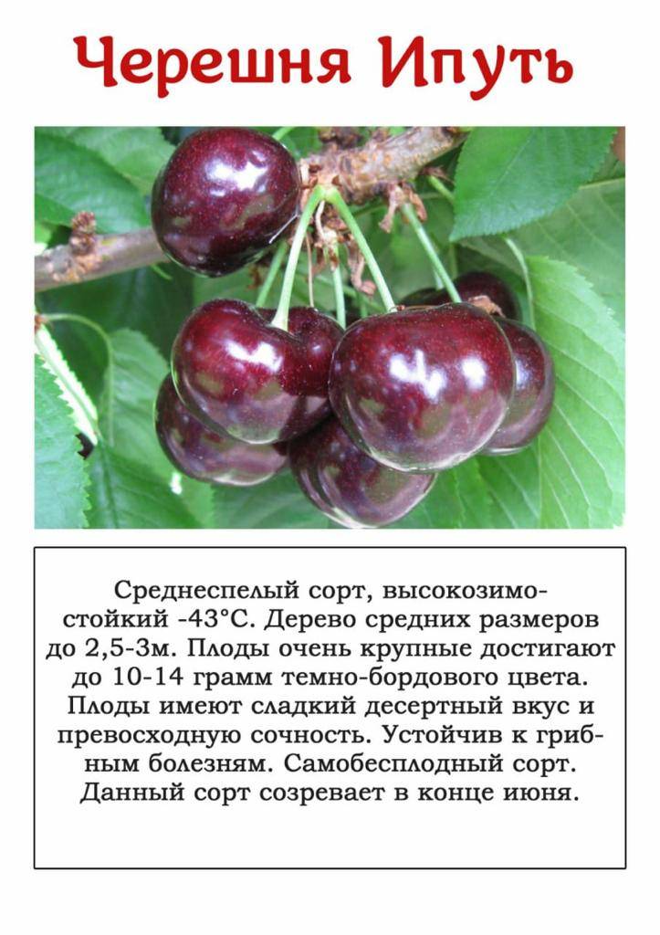 Черешня брянская розовая: описание сорт и рекомендации по выращиванию