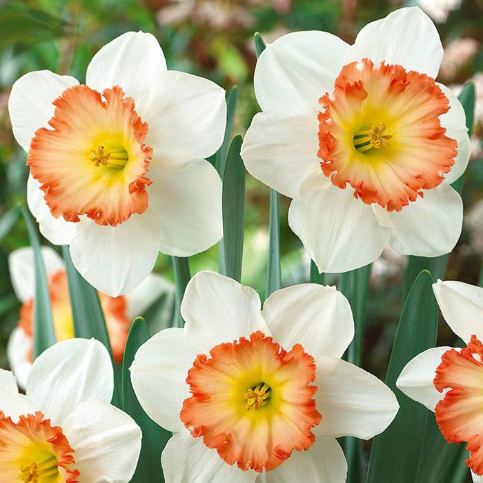 Популярные сорта нарциссов: что посадить в своем цветнике