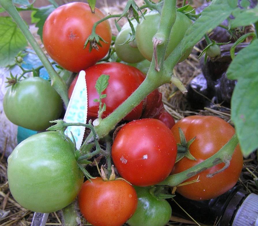 Характеристика, писание и правила выращивания томата сорта бони мм