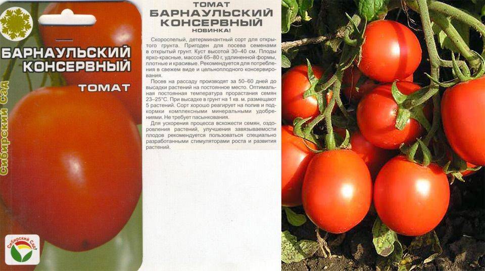 Описание лучшего засолочного сорта томатов Барнаульский консервный и выращивание растения